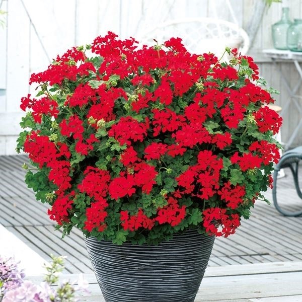 種 ゼラニウム 苗」の人気商品一覧 | 安い商品を通販サイトから探す