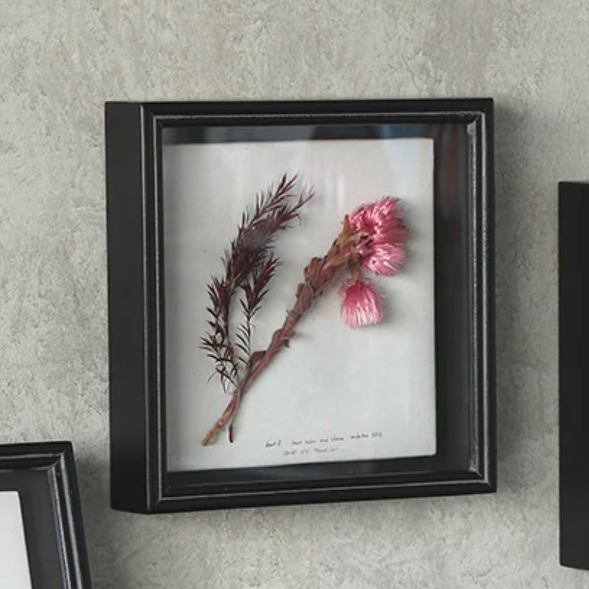 magnet フラワーフレーム SPECIMEN FRAME 30×30cm 木製 フレームのみ