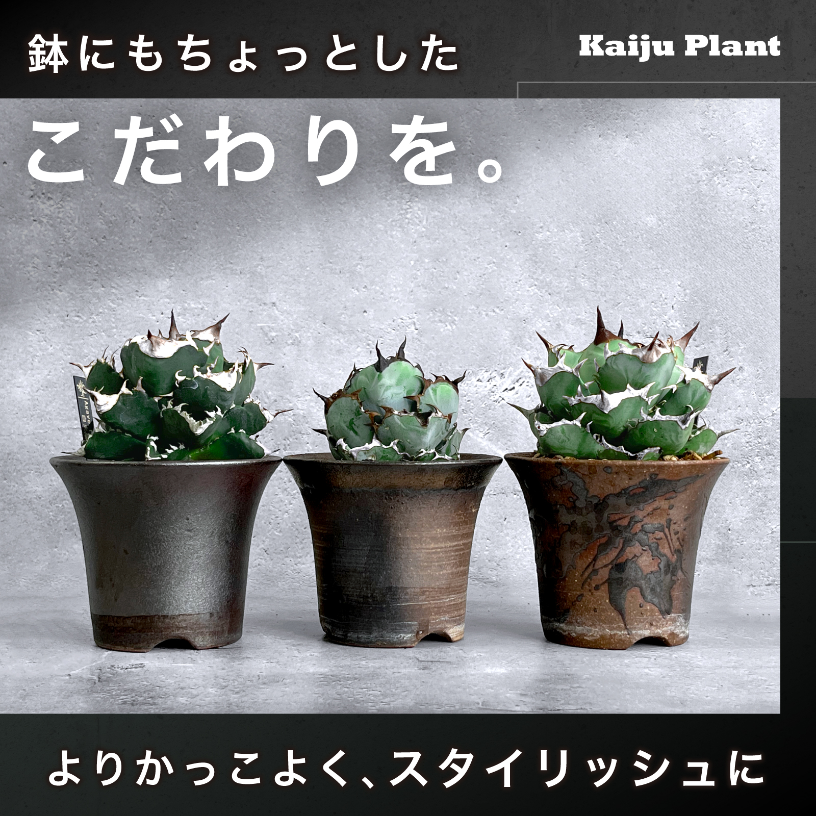 Kaiju Plant 萬古焼 3.5号 陶器鉢 ラッパ アガベ 多肉 塊根 用 1鉢
