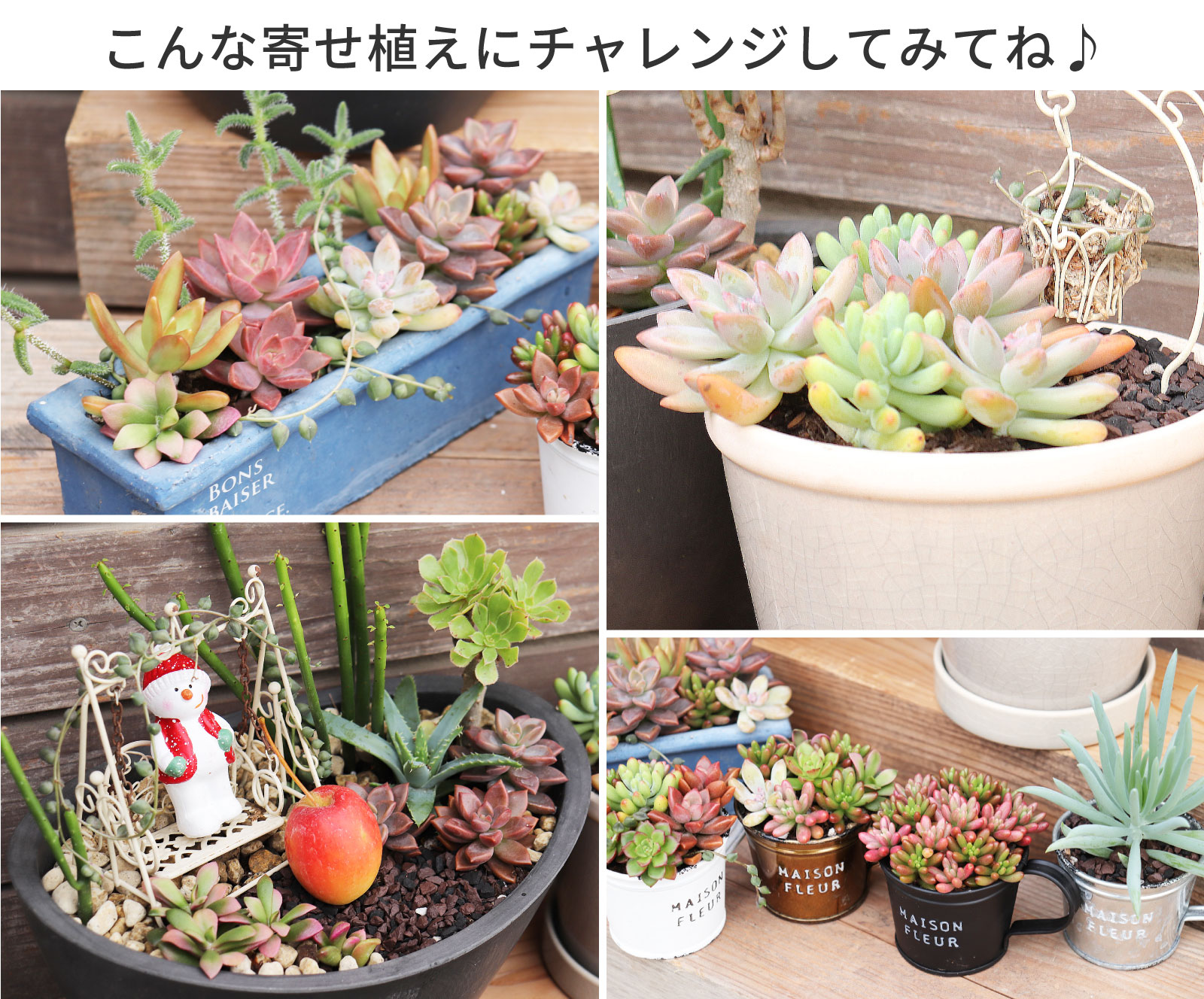 ミニ多肉！ 『 おまかせ 3品種セット 』 7.5〜9cmポット 《 多肉植物 3