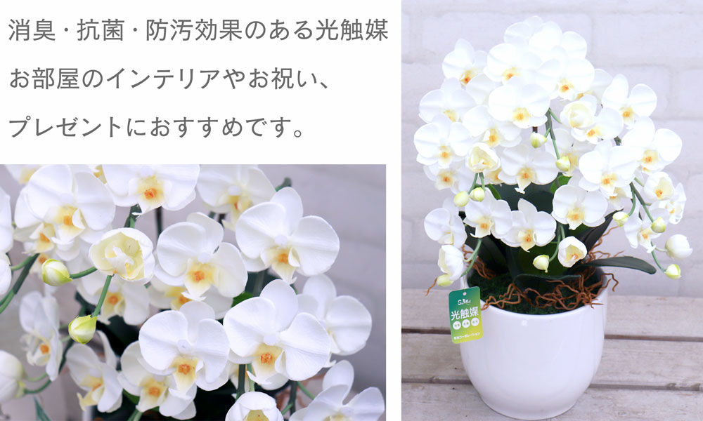 胡蝶蘭 ( 白黄 ) コチョウラン 光触媒 室内 インテリア 雑貨 置くだけ