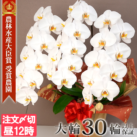 胡蝶蘭 大輪 3本立ち 蕾含む30輪以上 お祝い 開店祝い 開業祝い 就任