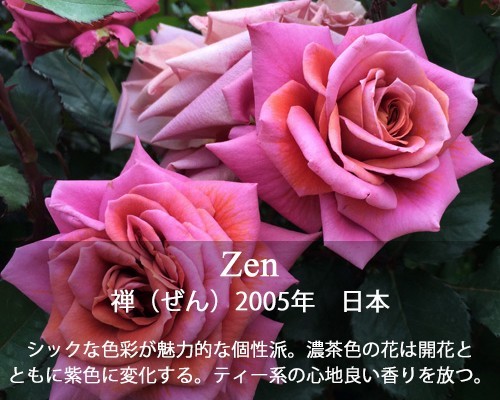 バラ苗 雨ニモマケズ・クリームイエロー (大苗) ハイブリットティ