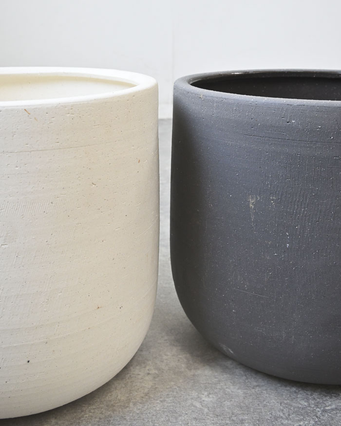 観葉植物 本物 フィカス・ベンガレンシス 7号鉢 らせん樹形 陶器ポット