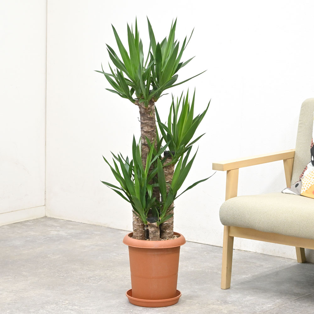 観葉植物 本物 ユッカ・エレファンティペス 8号鉢 寒さに強い 青年の木