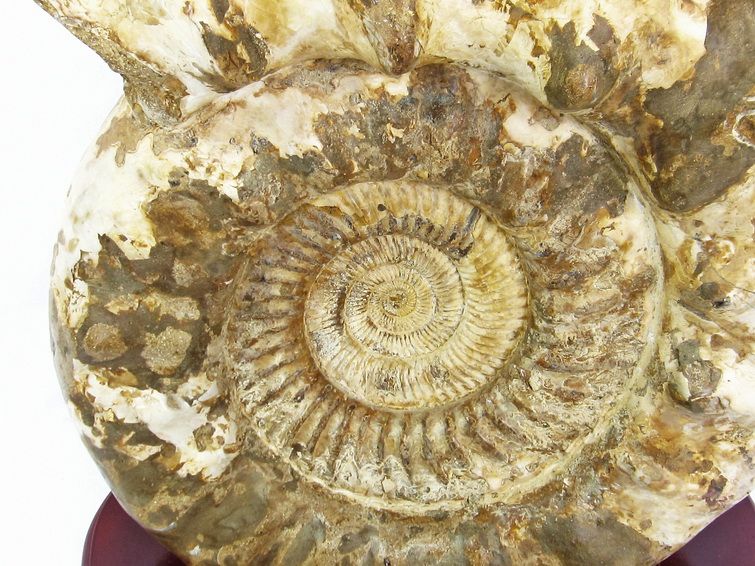 27.5Kg アンモナイト 化石 同梱不可 [t726-1003]