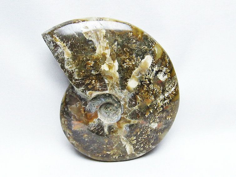 アンモナイト 化石[t723-1717]