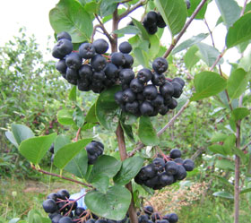 アロニア（冷凍果実）2Kg 北海道産【9月上旬出荷開始】 : 旬をお