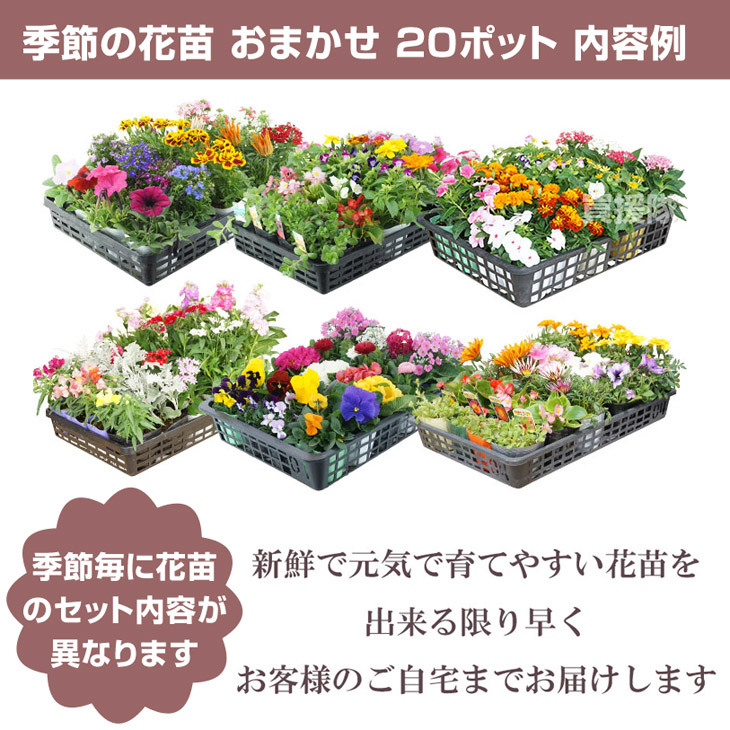 P5倍）（クーポンで1000円OFF）季節の花苗 おまかせセット 20ポット