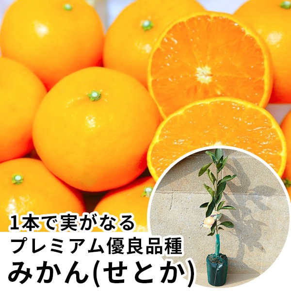 みかん・せとかPVP樹高0.4m前後 15cmポット セトカ 登録品種 みかんの