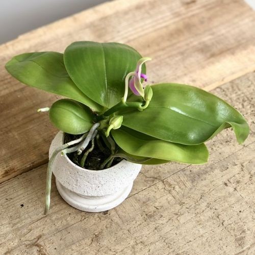 観葉植物 鉢花 原種：香りのする胡蝶蘭 ファレノプシス ビオラセア