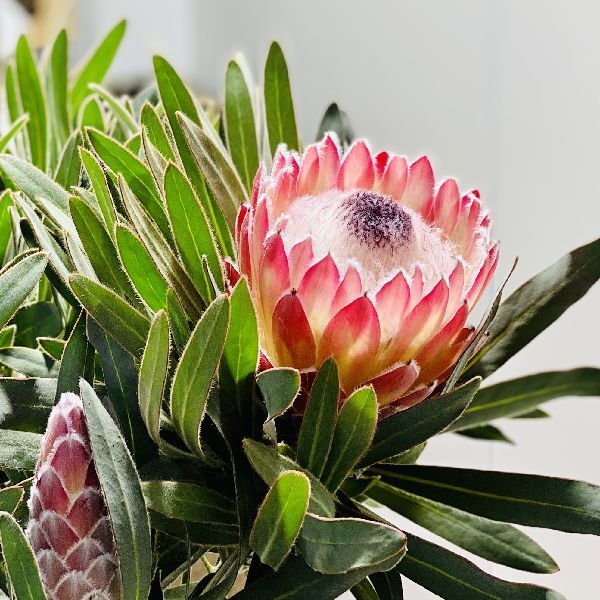 おしゃれ 観葉植物 花苗：プロテア ジュリエット*7号 現品をお届け