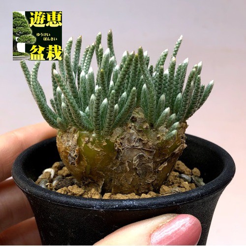 塊根植物：アボニア アルストニー うつぼ錦 赤花*幅5cm 現品！一品限り