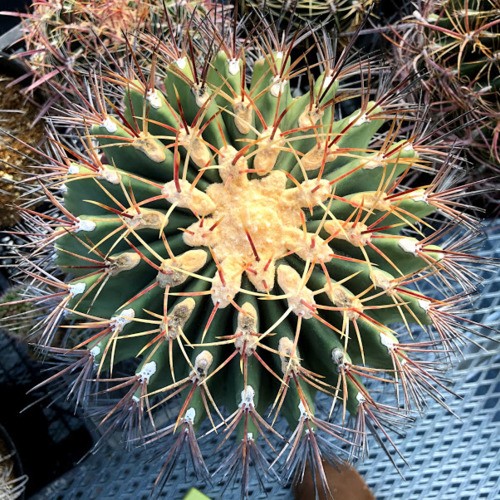 サボテン：フェロカクタス 江守*幅20cm 現品！一品限り ※株の側面に