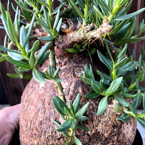 コーデックス：パキポディウム ビスピノーサム*塊根幅16cm 現品