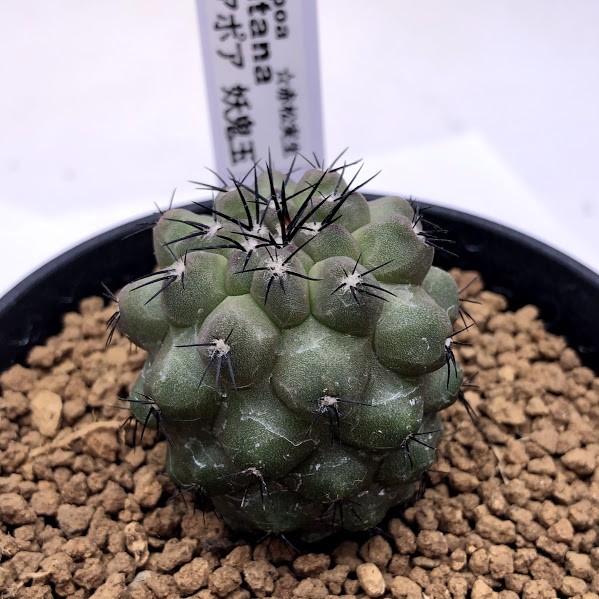 サボテン：コピアポア 妖鬼玉*幅3.5cm 現品！一品限り ☆赤松実生