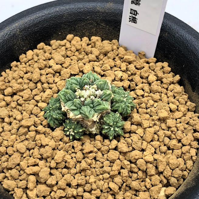 サボテン：アズテキウム 花籠（はなかご）実生*幅3cm 現品 一品限り