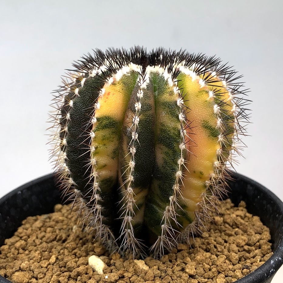 サボテン：ユーベルマニア ペクチニフェラ錦 実生*幅5cm 現品！一品