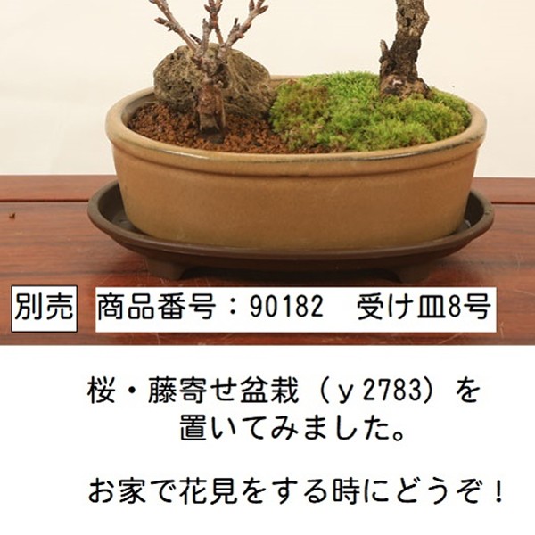 盆栽：桜・藤寄せ植え* (萬古焼青楕円鉢) ＜2026年春開花予定＞さくら