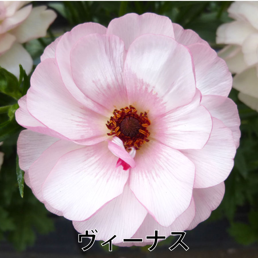 吉本花城園 ラナンキュラス ラックス 4.5号鉢 今期開花見込み株