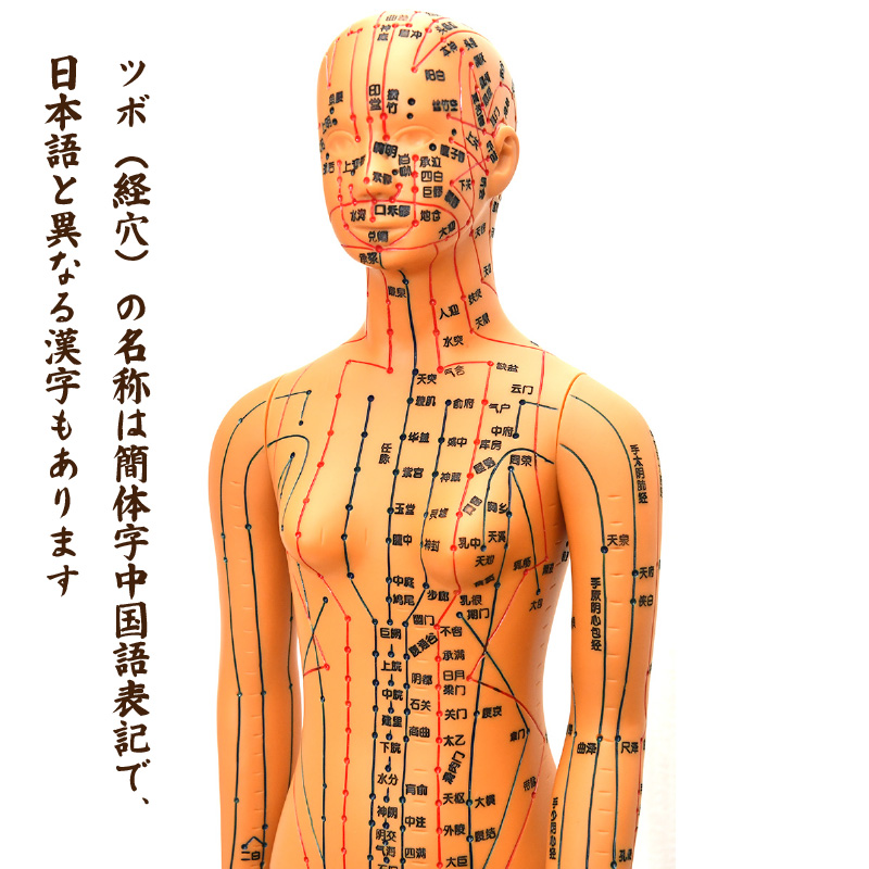 経絡・経穴（ツボ）人形 人体模型 鍼灸 エステサロン用品 : かっさ専門