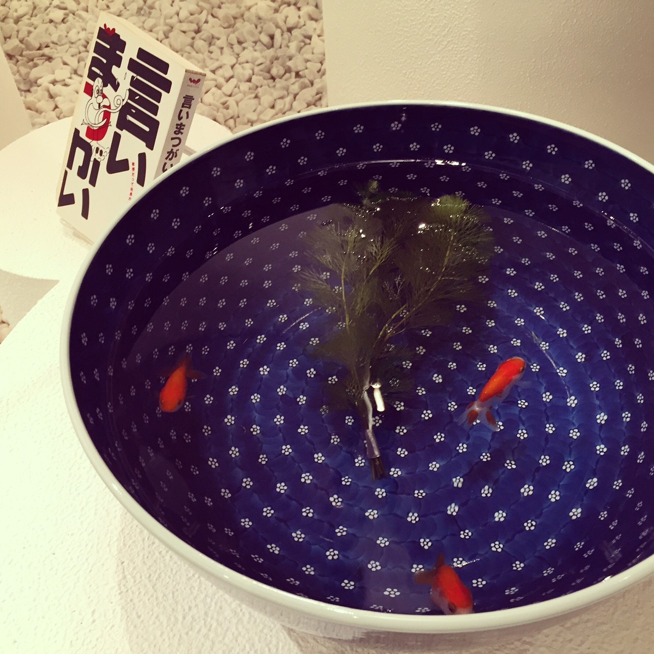 堀越窯擂鉢【白】｜食器｜山口｜日本シブカワ百貨事典：地域生まれの