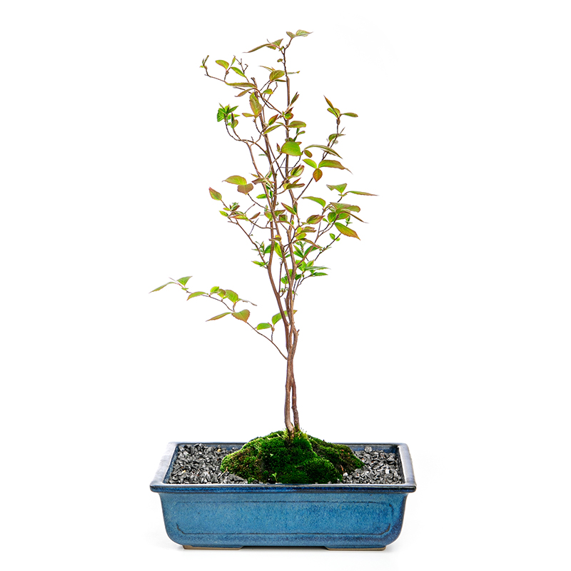 ヒメシャラ | 株式会社 四季彩グリーン