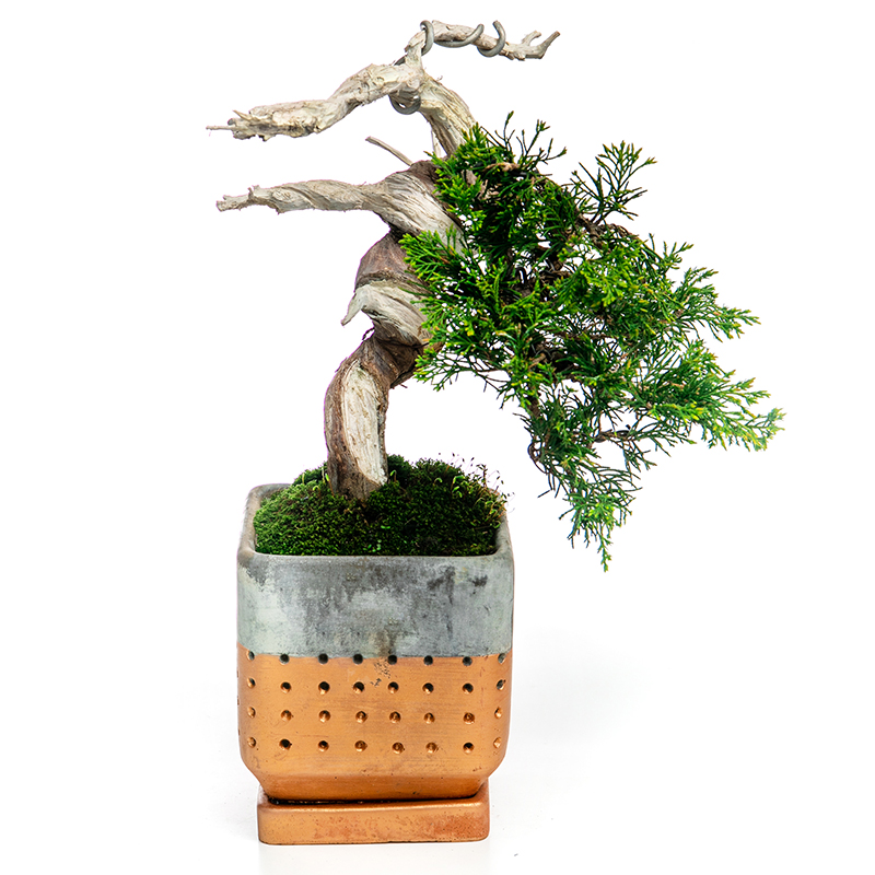 真柏 | 株式会社 四季彩グリーン