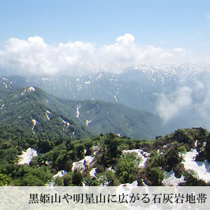 糸魚川真柏とは | 糸魚川真柏活用プロジェクト