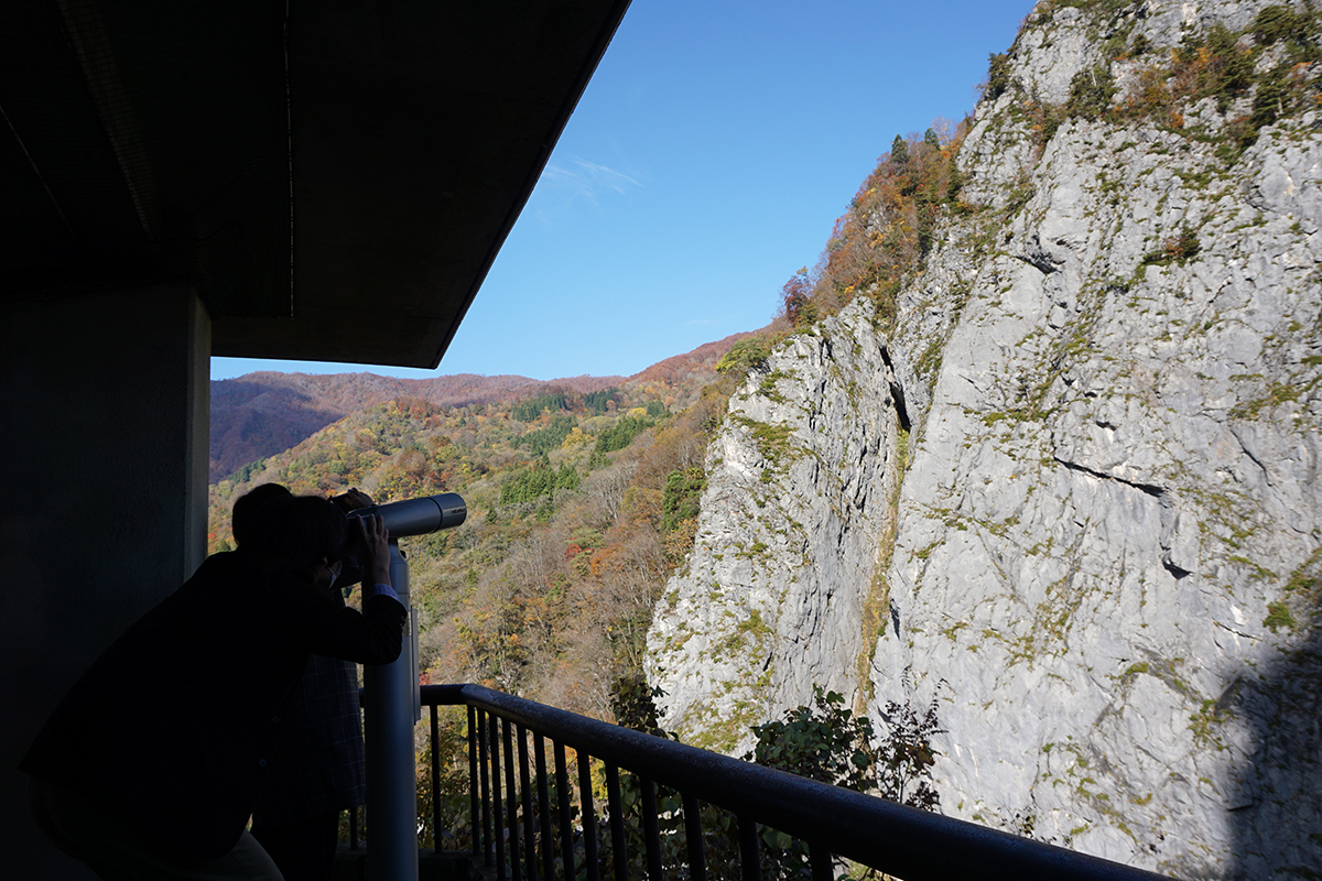 糸魚川真柏の見学と体験 | 糸魚川真柏活用プロジェクト