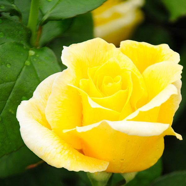 ドゥフトゴールド ｜バラ苗の通販の篠宮バラ園