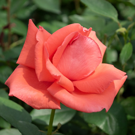 オレンジ | 篠宮バラ園