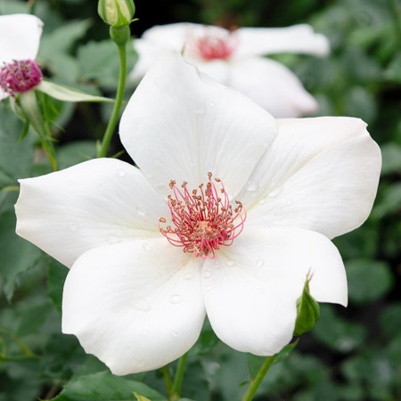 ミセス オークリー フィッシャー｜バラ苗の通販の篠宮バラ園