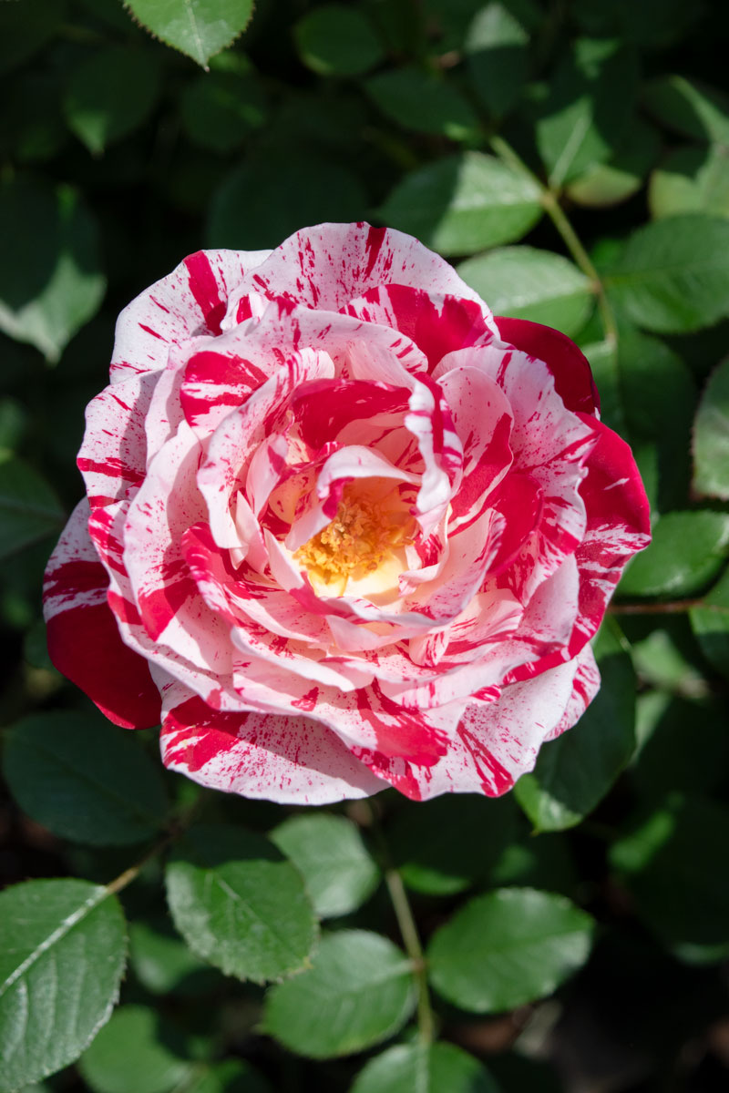 センチメンタル ｜バラ苗の通販の篠宮バラ園