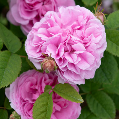 ローズ ポンパドール ｜バラ苗の通販の篠宮バラ園