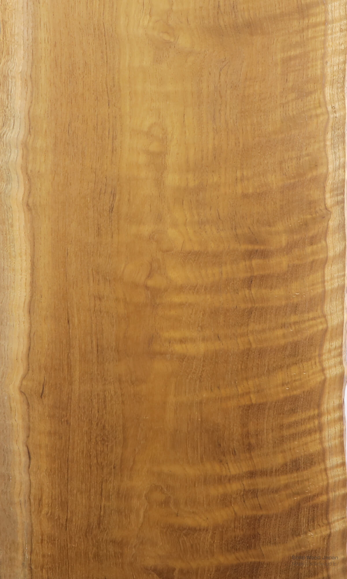 チークについて | 世界の一枚板 | 一枚板比較