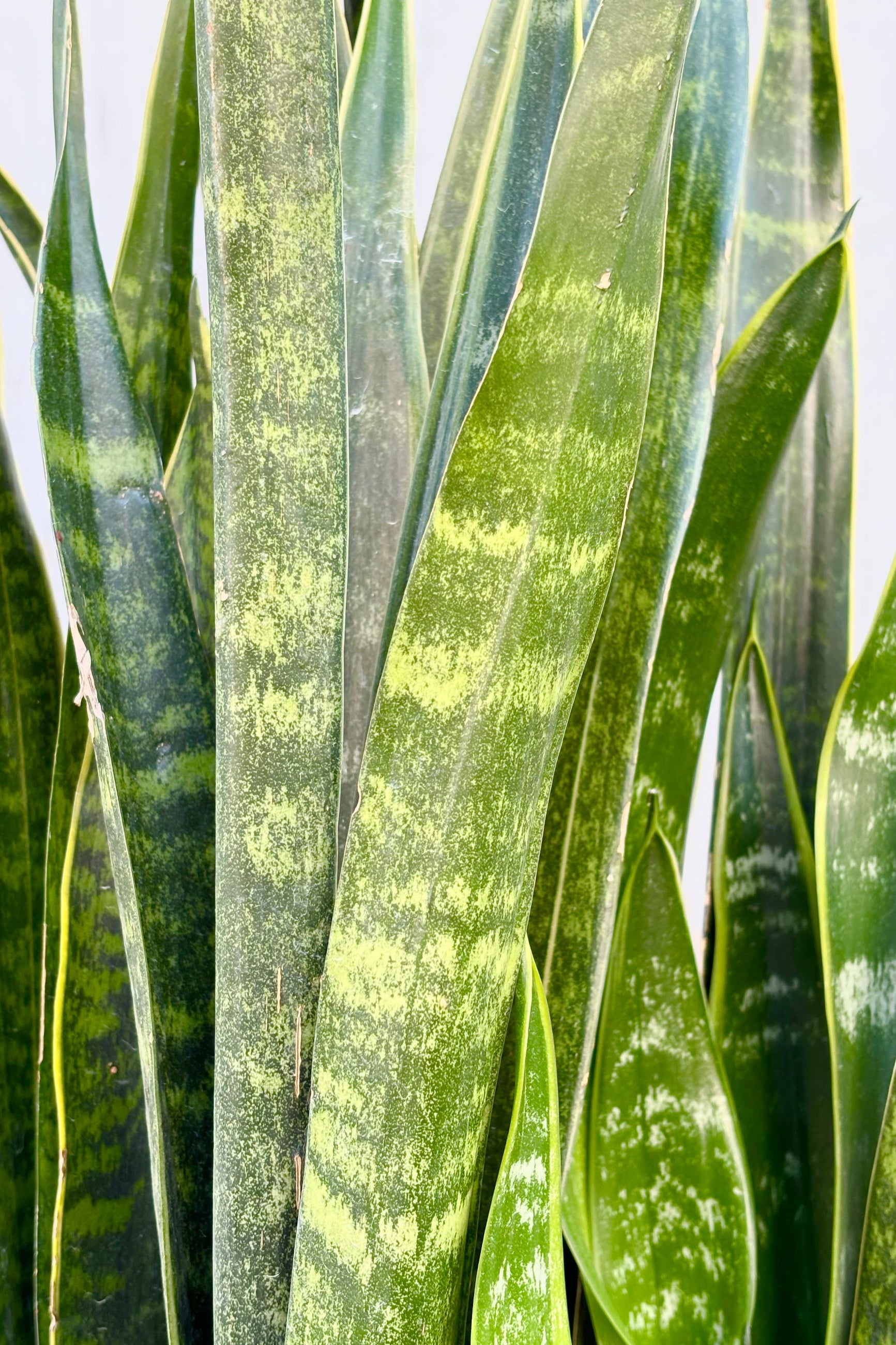 sansev.jpg?crop=center&height=