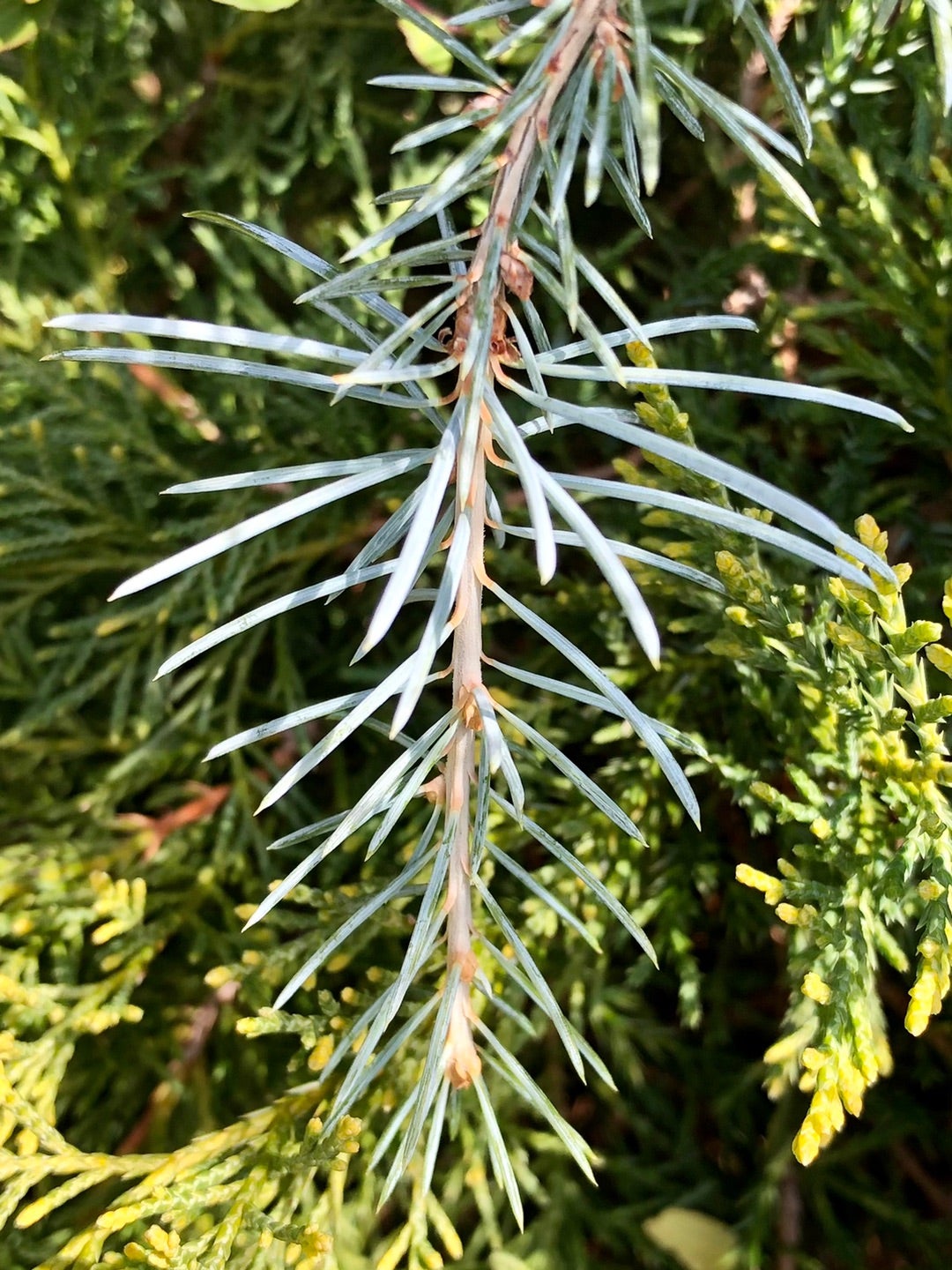 アトラスシーダー「グラウカ・ペンデュラ 」の地植え後の変化 | dukeの