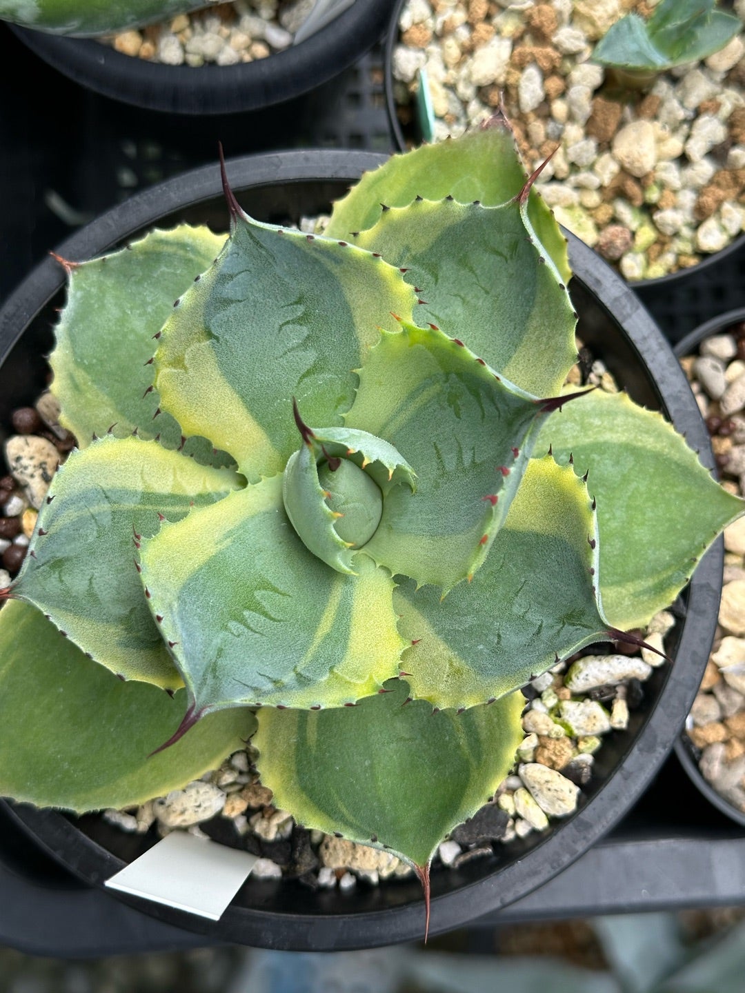 斑入りアガベ | つべるふブログ 多肉生活 2021〜