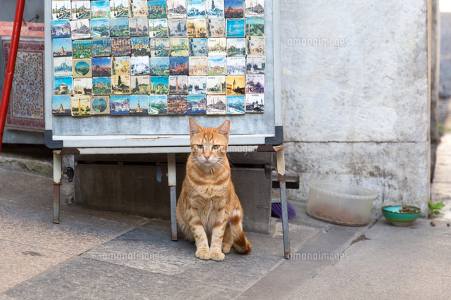 イスタンブール 塀の上の三毛猫[10583011846]の写真・イラスト素材
