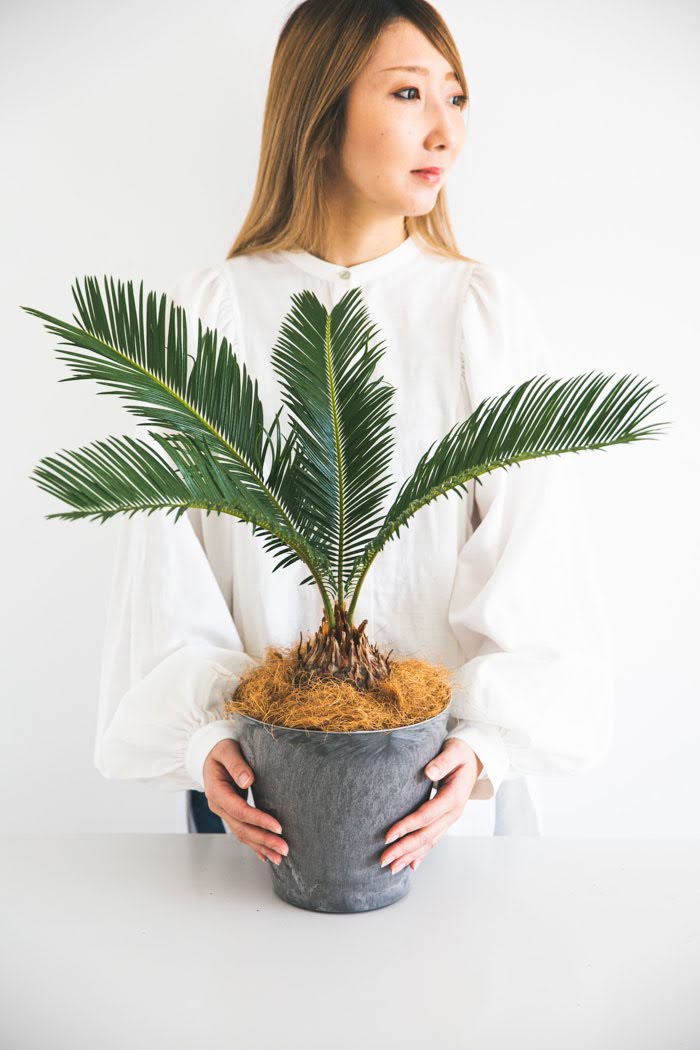 観葉植物 ソテツ（6号鉢）｜HanaPrime（ハナプライム）