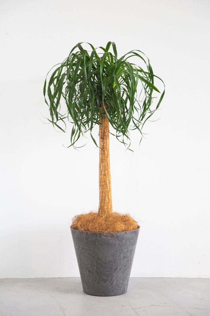 観葉植物 トックリラン ポニーテール（8号鉢）｜HanaPrime（ハナプライム）