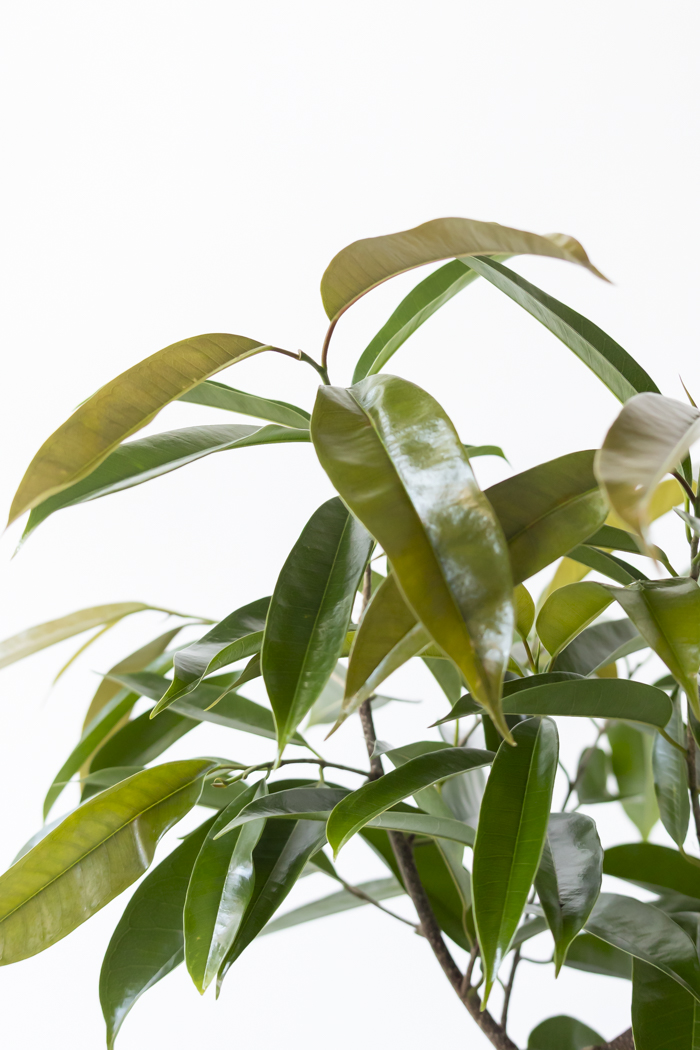 観葉植物 フィカス アムステルダムキング 曲がり（10号鉢）｜HanaPrime