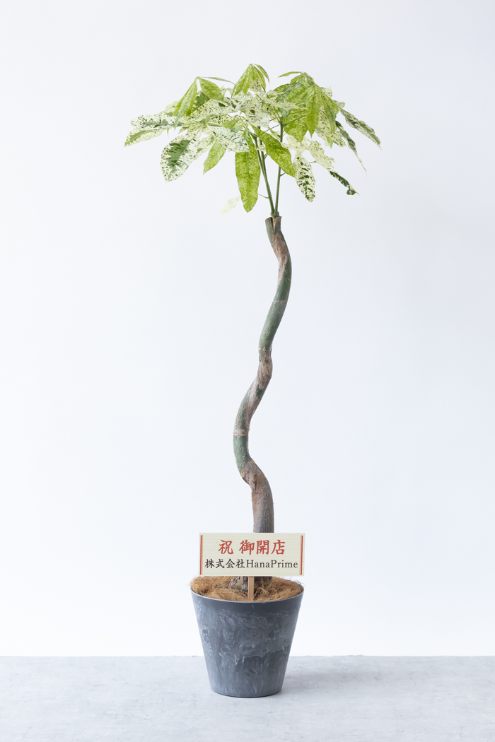 観葉植物 パキラ ミルキーウェイ（8号鉢）｜HanaPrime（ハナプライム）