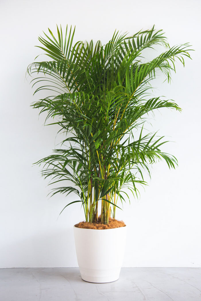 観葉植物 アレカヤシ（10号鉢）｜HanaPrime（ハナプライム）