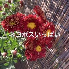 菊苗 菊苗 冬至芽 - メルカリ