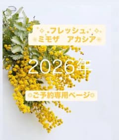 ☺︎2026年予約☺︎】フレッシュ ミモザ アカシア 蕾 ドライフラワー