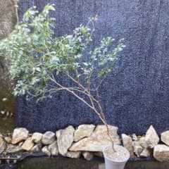 山採り アセビ 馬酔木 160センチ - メルカリ