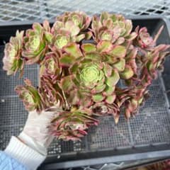 新入荷 レア新品種 アエオニウム ロータスフラワー(木立群生)法師錦