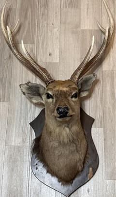 m31558811889_1.jpg?1730722045